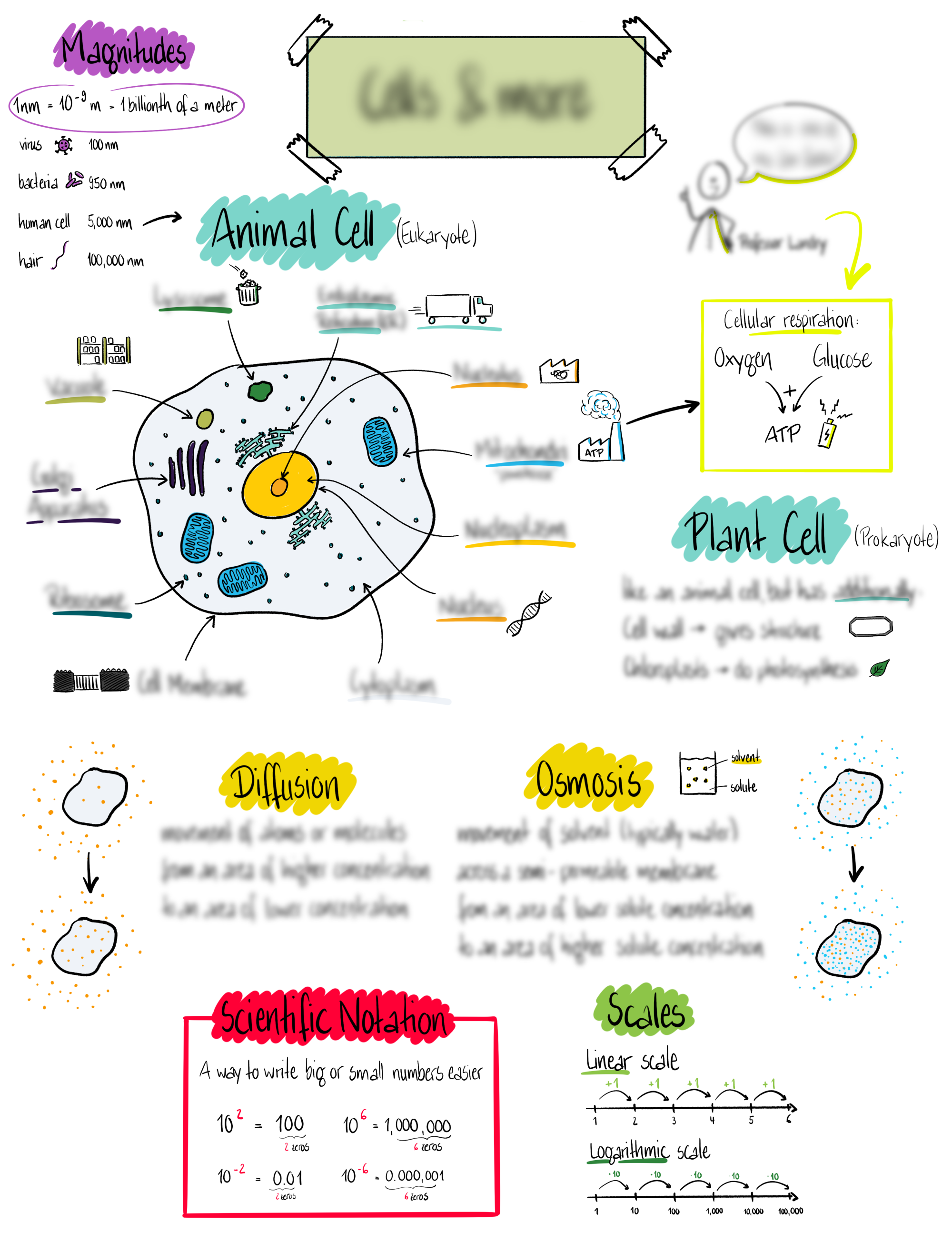 Sketchnote einer Onlinelektion für Schüler im Bereich Biologie. Sketchnote einer Onlinelektion für Schüler im Bereich Biologie.